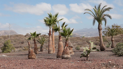 wavingpalmtrees